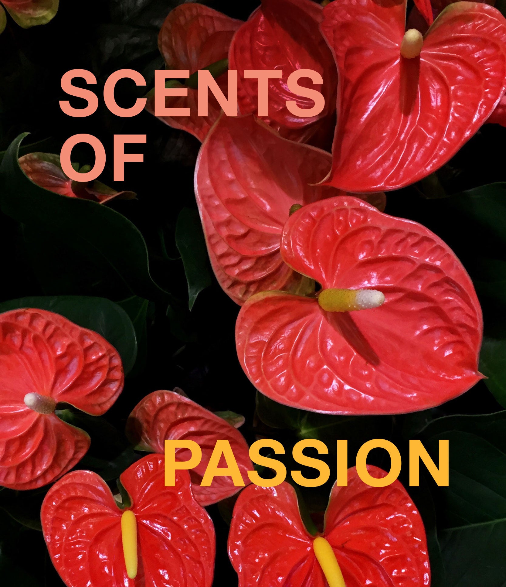 Scents of passion | blend